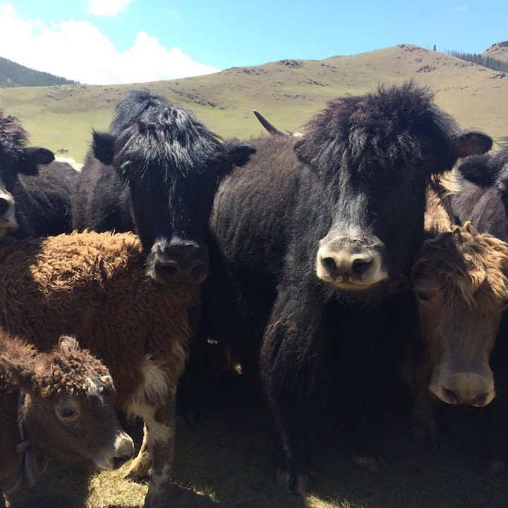 travel mongolia övörkhangai bat ulzii yak festival
