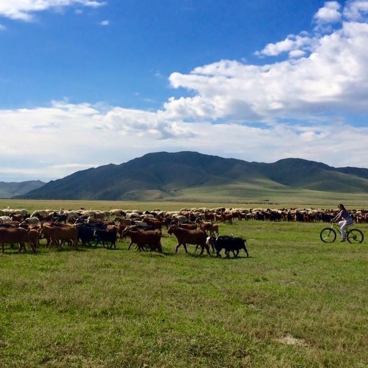 travel mongolia steppe momads ger camp cattle cycling