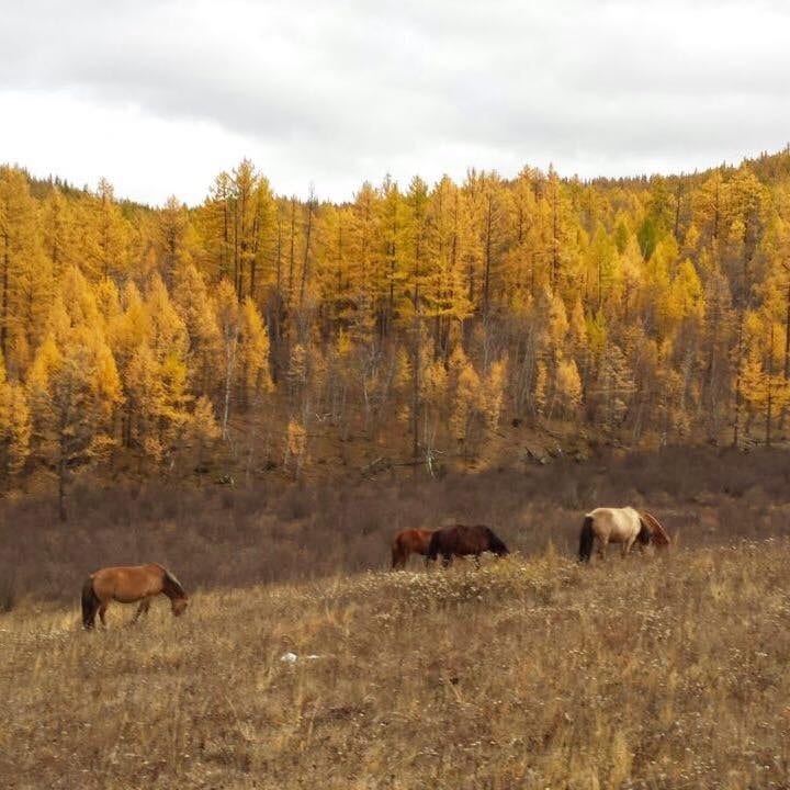 travel mongolia terelj autumn