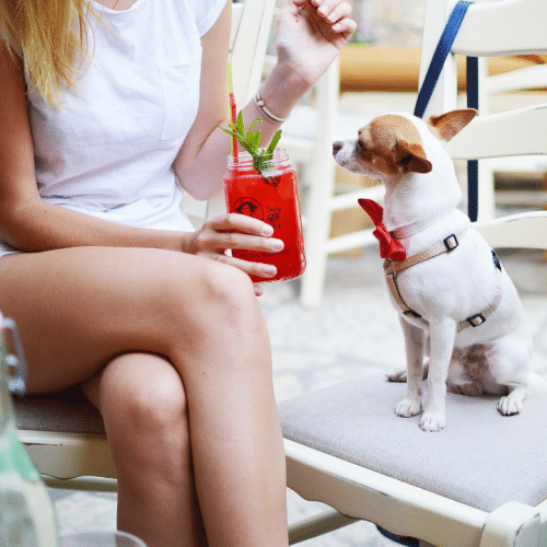 Sassy Hong Kong Events Calendar: Doggy Brunch At Komune