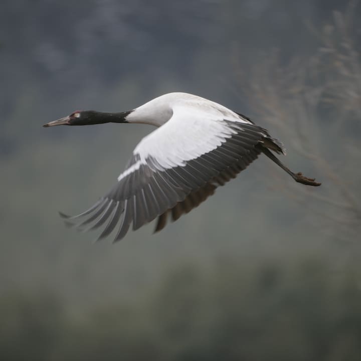 Bhutan - Black Necked Crane