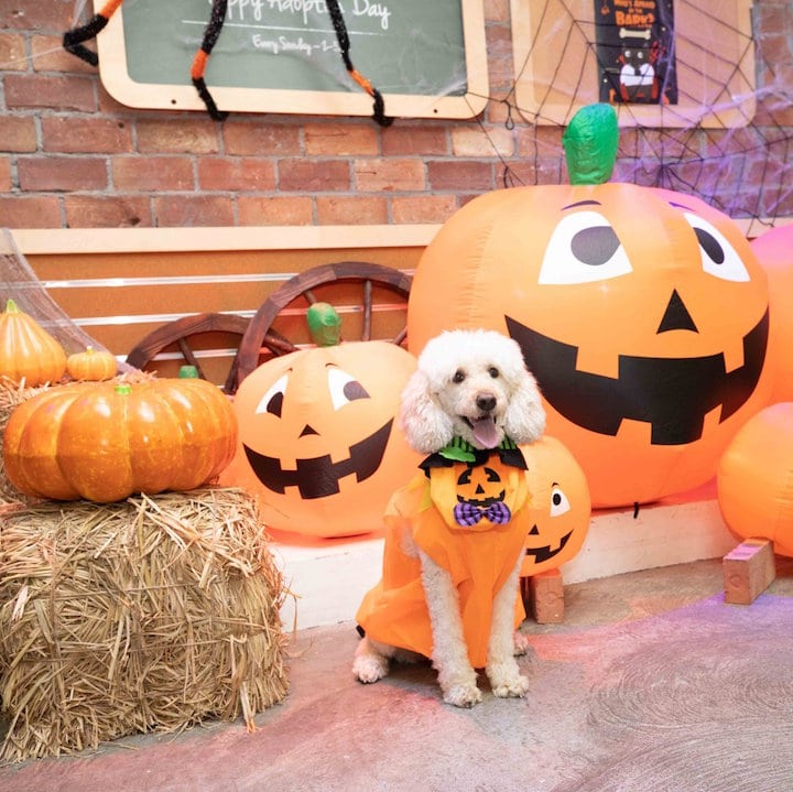 Halloween Party at Whiskers N Paws