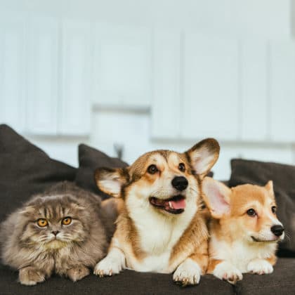 Pet Nutrition: Royal Canin