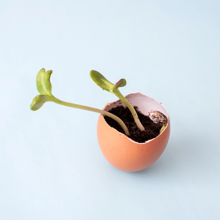 Eggshell planters