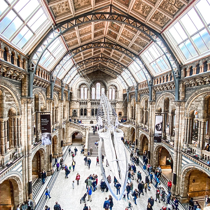 travel from home - virtual travel experiences - natural history museum