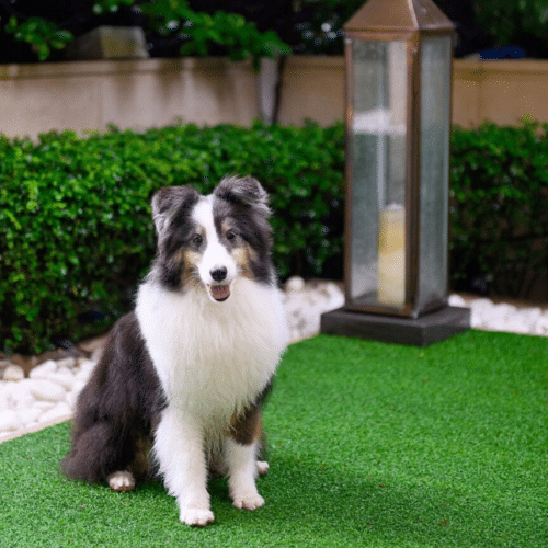 Puppy Adoption Event