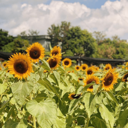 Sunflower Field