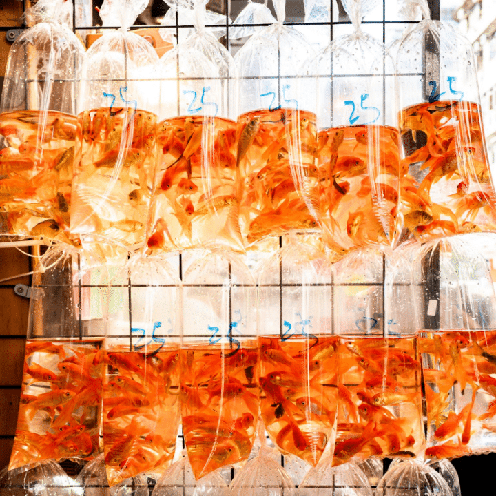 Free Things Hong Kong: Goldfish Market
