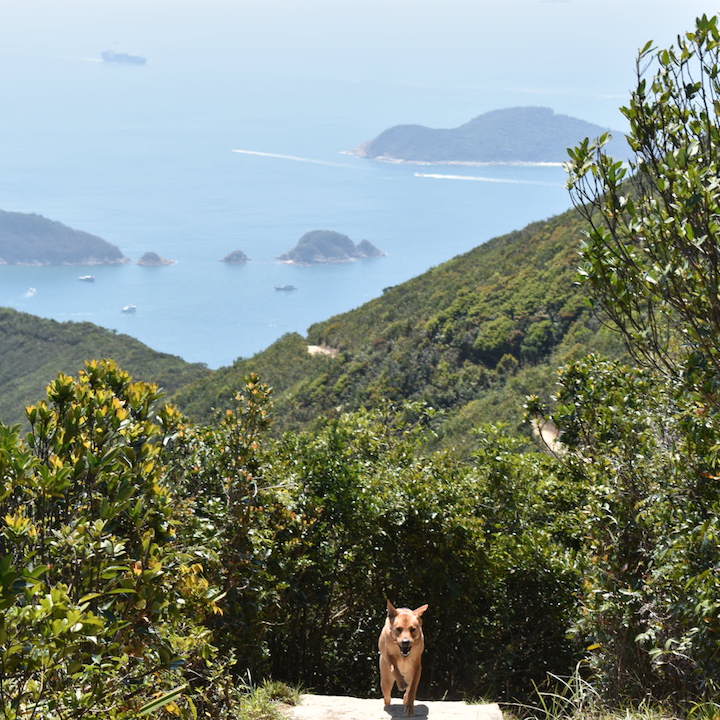 Violet Hill to Repulse Bay Hike