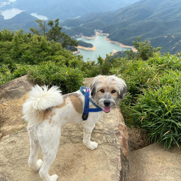 Dog-Friendly Hong Kong Hikes: Jardine's Lookout, Mount Butler