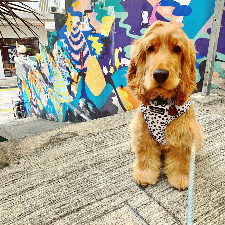 Where to take your dog Sheung Wan