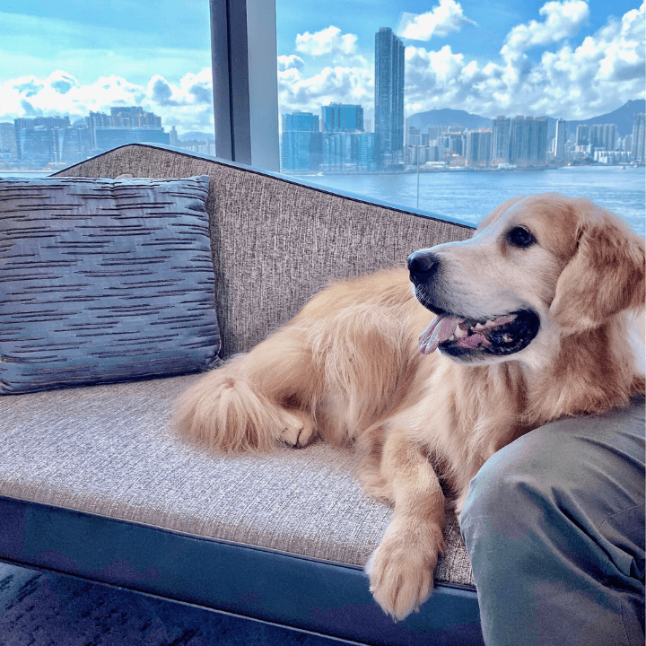 Romantic Valentine's Day Staycation Deals 2022: Hyatt Centric Victoria Harbour Hong Kong