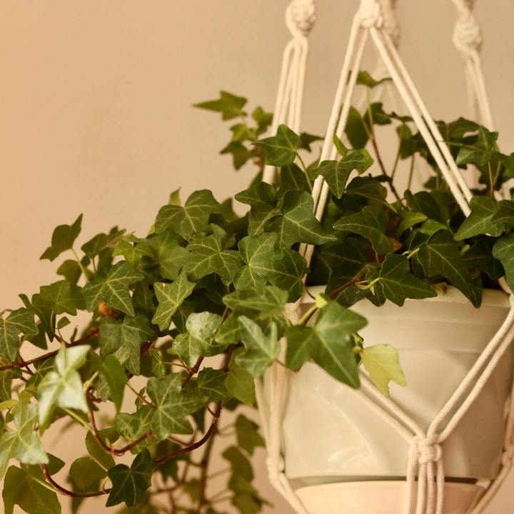 Indoor House Plants Hong Kong English Ivy