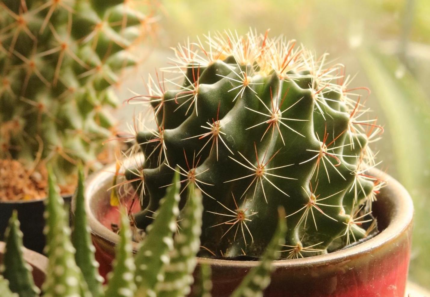 5 Best BeginnerFriendly Indoor Plants For Hong Kong Homes