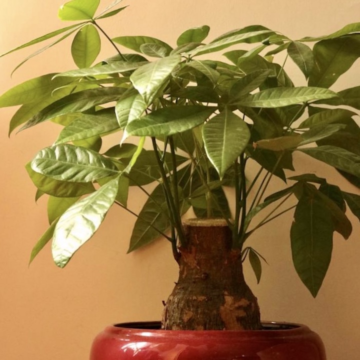 Indoor House Plants Hong Kong Money Tree