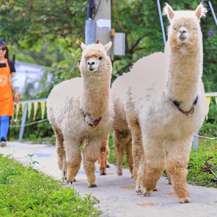 Unique Thing To Do In Hong Kong Whats On: Alpaca Farm
