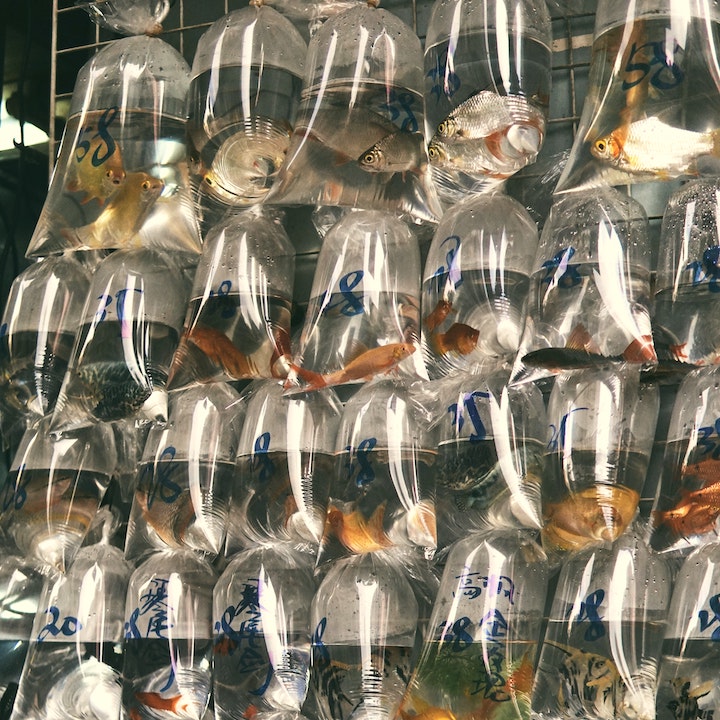 Free Things To Do In Hong Kong: Goldfish Market