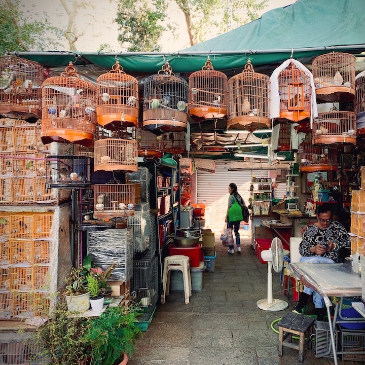 Free Things To Do In Hong Kong: Yuen Po Street Bird Garden