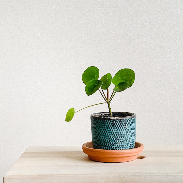 Plants For Good Feng Shui Home Chinese Money Plant