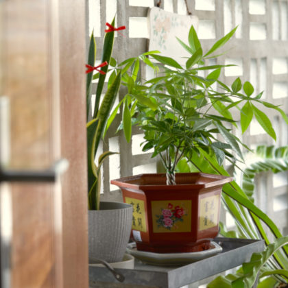 Plants For Good Feng Shui Home