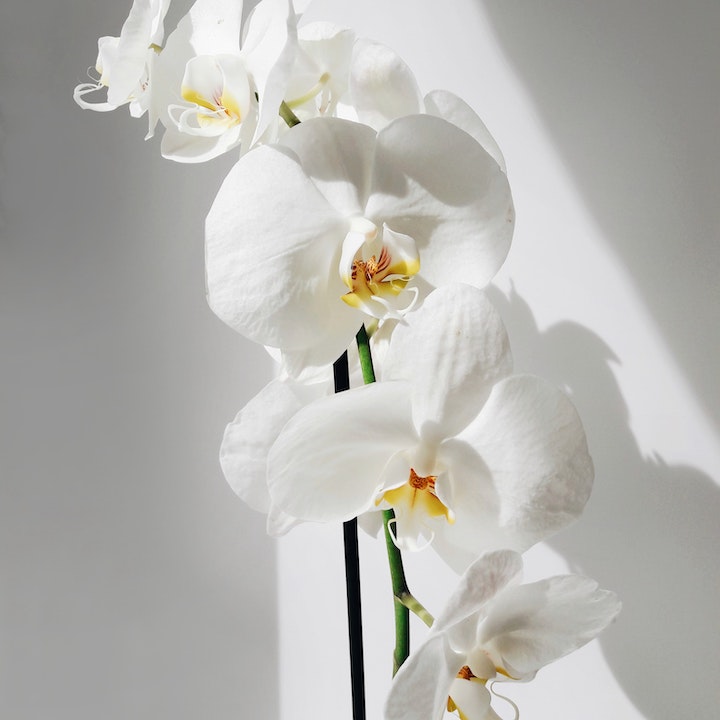 Plants For Good Feng Shui Home Orchid