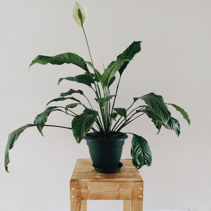 Plants For Good Feng Shui Home Peace Lily