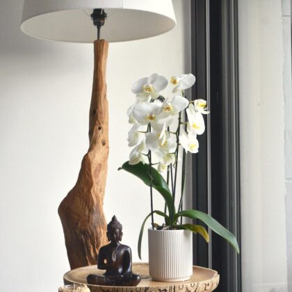 plants for good feng shui hong kong homes orchid