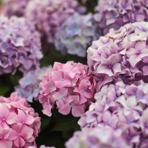 hong kong events weekend activities things to do whats on march 2023 hong kong flower show victoria park hydrangeas