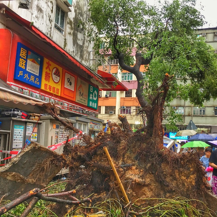 hong kong typhoon rain storm signal warnings whats on typhoon mangkhut tai po hong kong