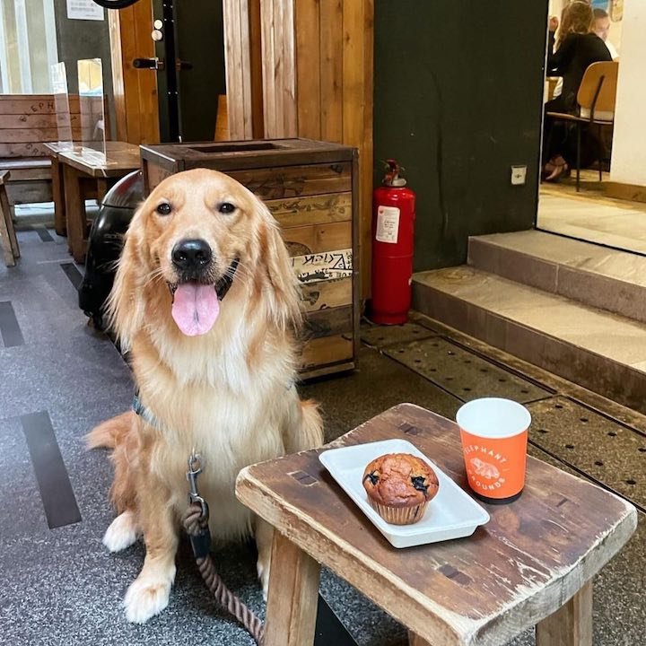 Dog-Friendly Restaurants, Cafes, Bars Hong Kong: Elephant Grounds