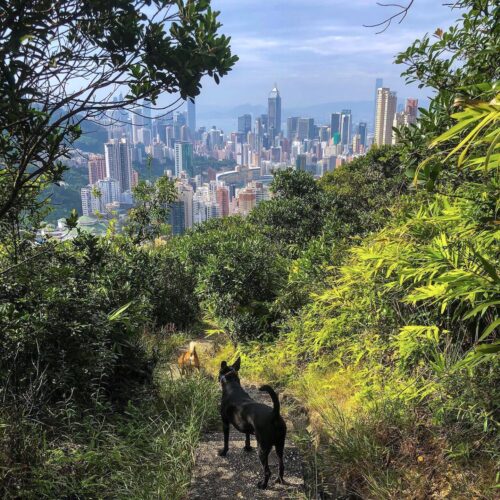 Dog-Friendly Hong Kong Hikes