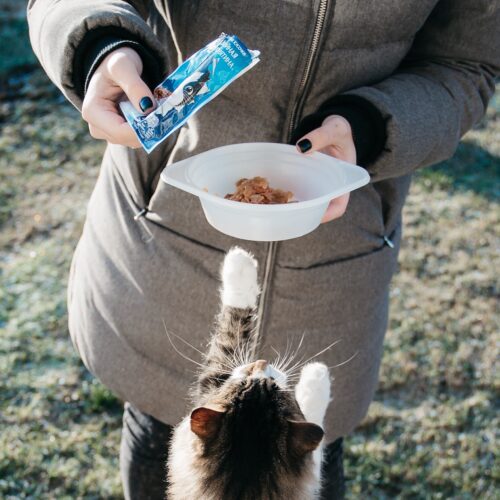 Best place to buy cat supplies outlet