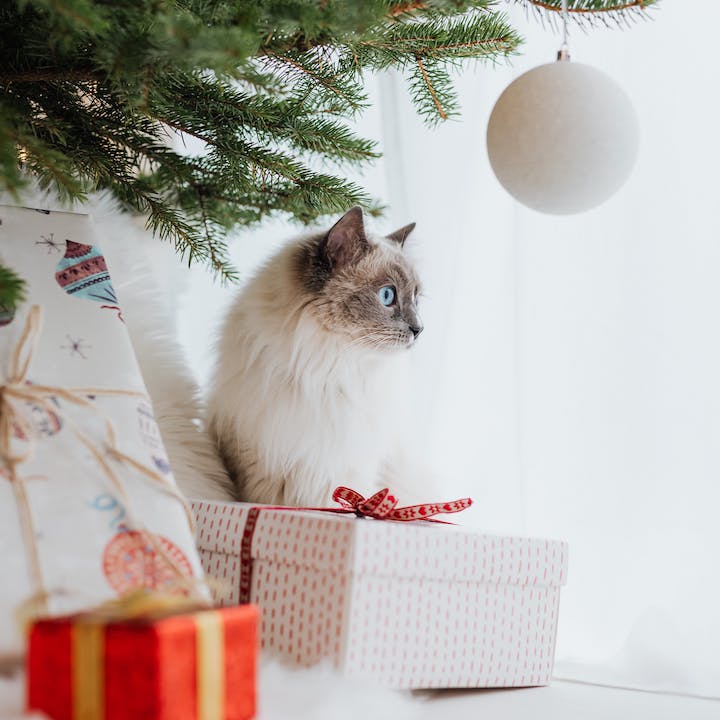 2023 Christmas Eve Checklist: Christmas Tree Presents