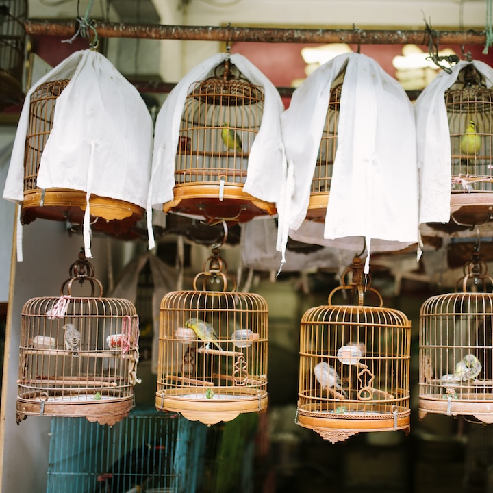 50 Free Things To Do In Hong Kong: Yuen Po Bird Garden