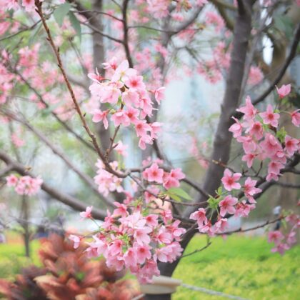 50 Free Things To Do In Hong Kong: Cherry Blossom Trees