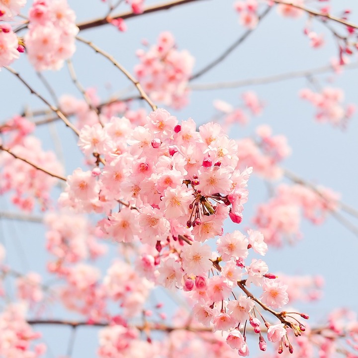 cherry blossoms hong kong sakura tree gardens whats on 2