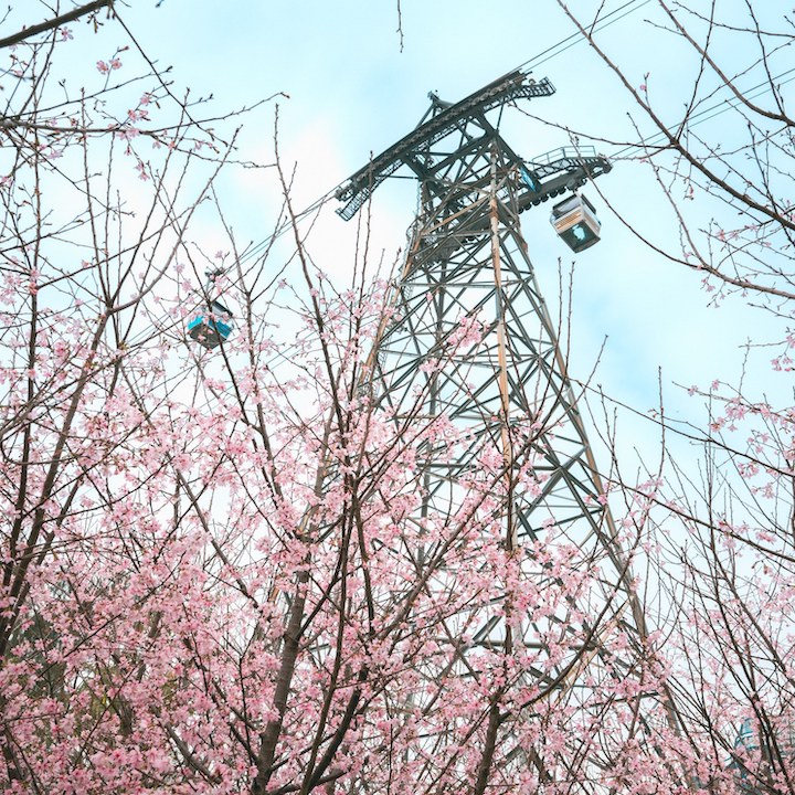 cherry blossoms hong kong sakura tree gardens whats on hero hkia chek lap kok 2