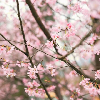 cherry blossoms hong kong sakura tree gardens whats on hero hkia chek lap kok