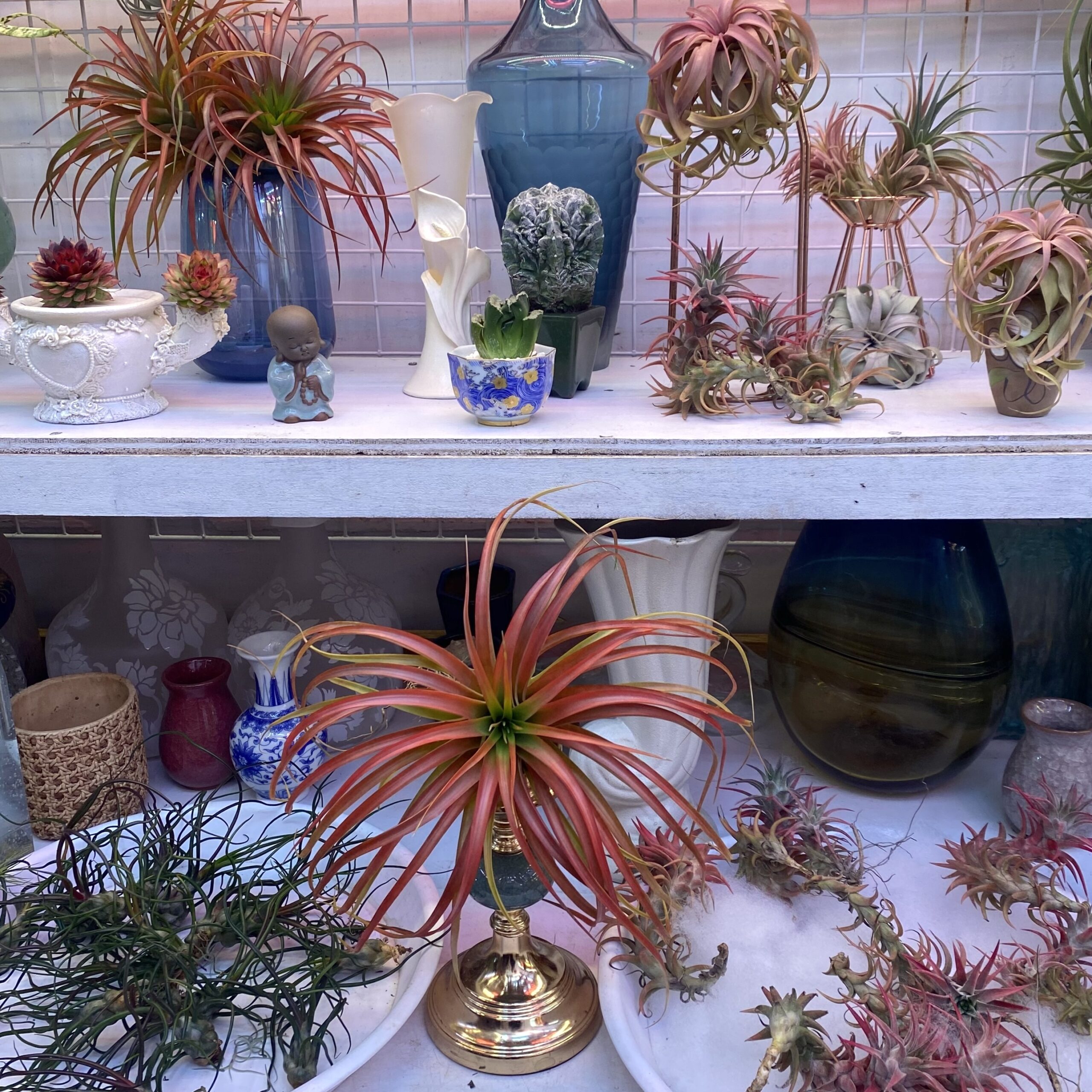 Hong Kong Flower Market Guide, Mong Kok Flower Market: Air Plants