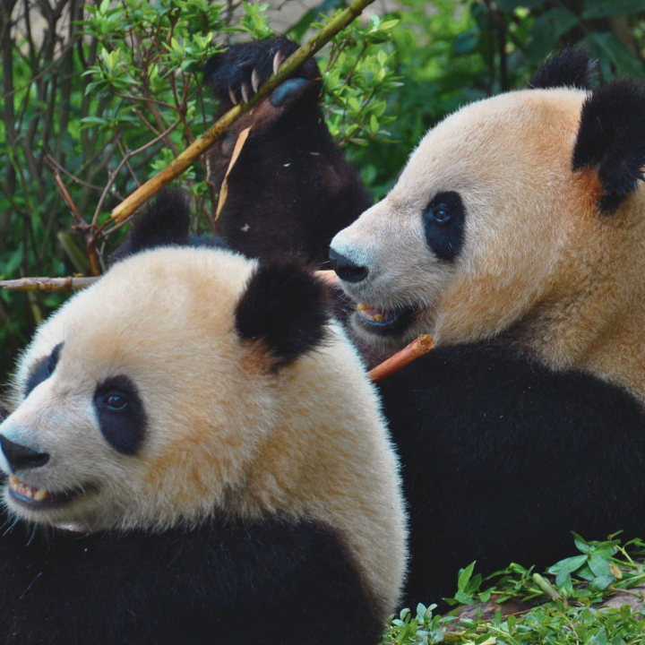 direct flight Chengdu