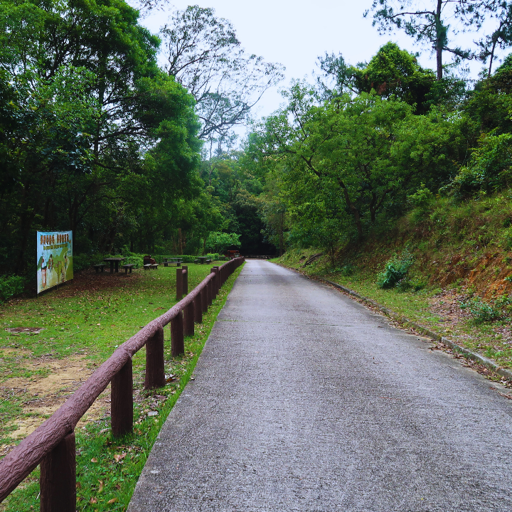 shaded hikes tai lam forest paths