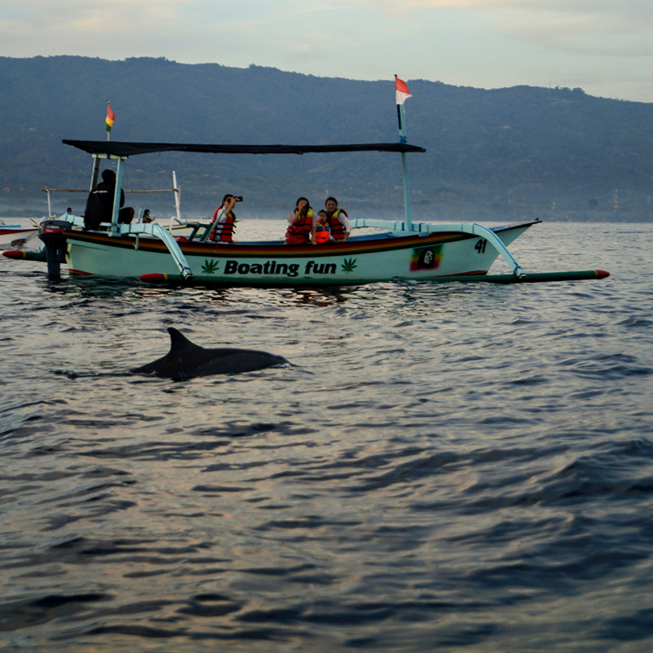 bali resort lovina dolphin watching what to do in bali things to do in bali hong kong to bali resort hotel holiday dolphins indonesia