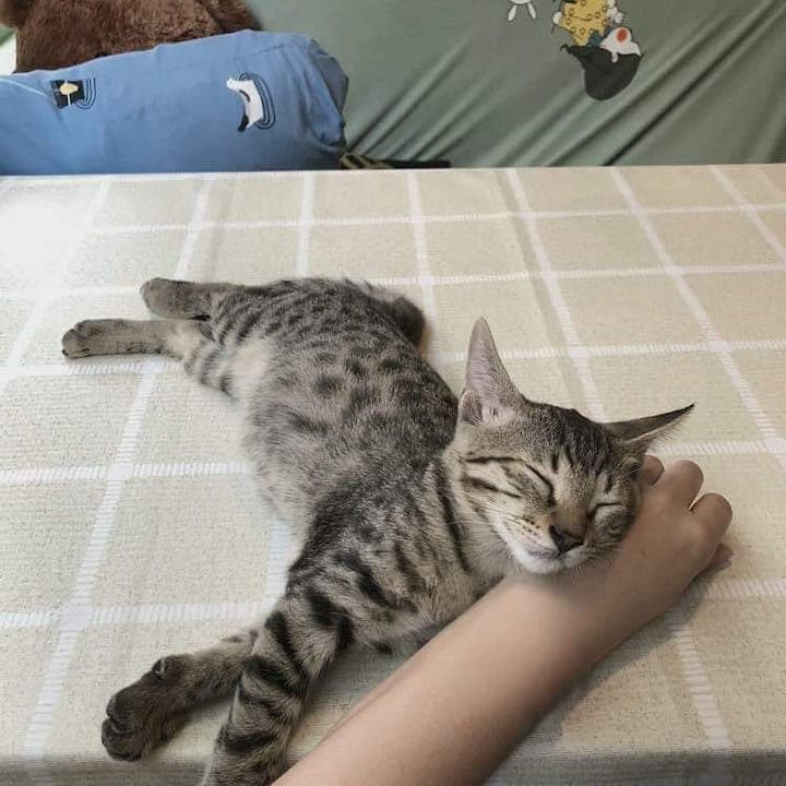 cat cafes hong kong cat island causeway bay