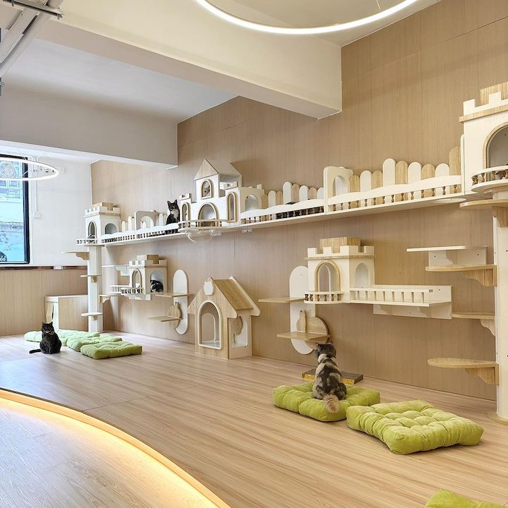 cat cafes hong kong cats tea room tsim sha tsui mong kok tsuen wan