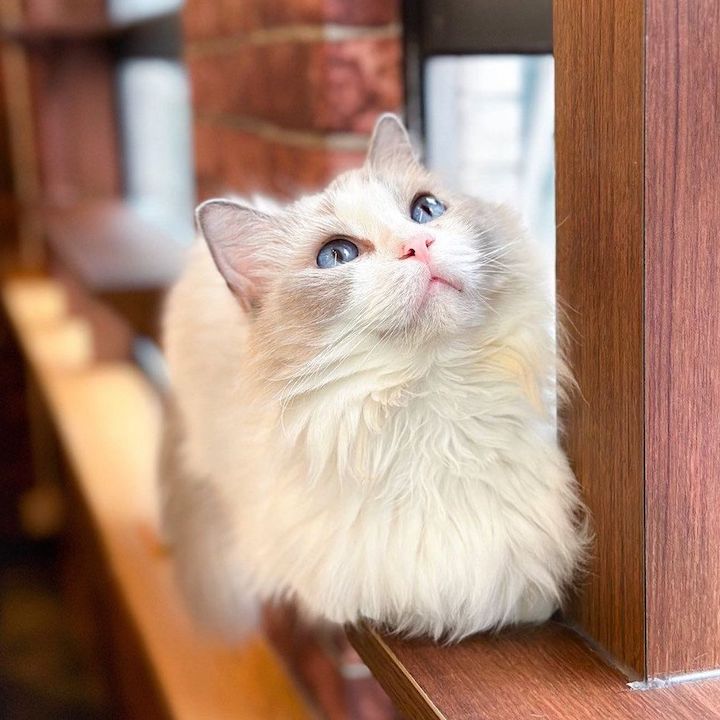 cat cafes hong kong cats meowtini mong kok