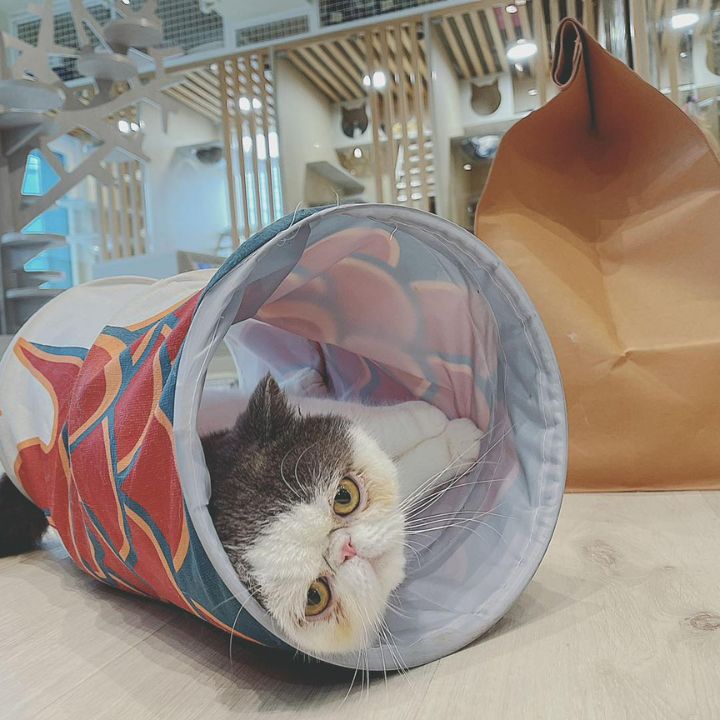 Pet Hotel Services Cat Hotel Pet Boarding in Hong Kong_Cat Seasons Hotel cute cat at the cat hotel located in Kowloon 