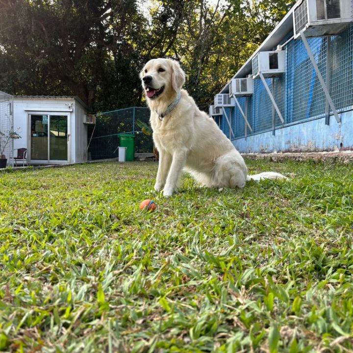Pet Hotel Services Pet Boarding in Hong Kong _ Ferndale Kennels & Cattery dog at grass field of boarding service