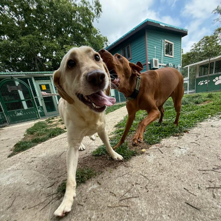 Pet Hotel Services Pet Kennel Pet Boarding in Hong Kong_ Kennel Van Dego two dogs playing at the pet boarding in Sai Kung