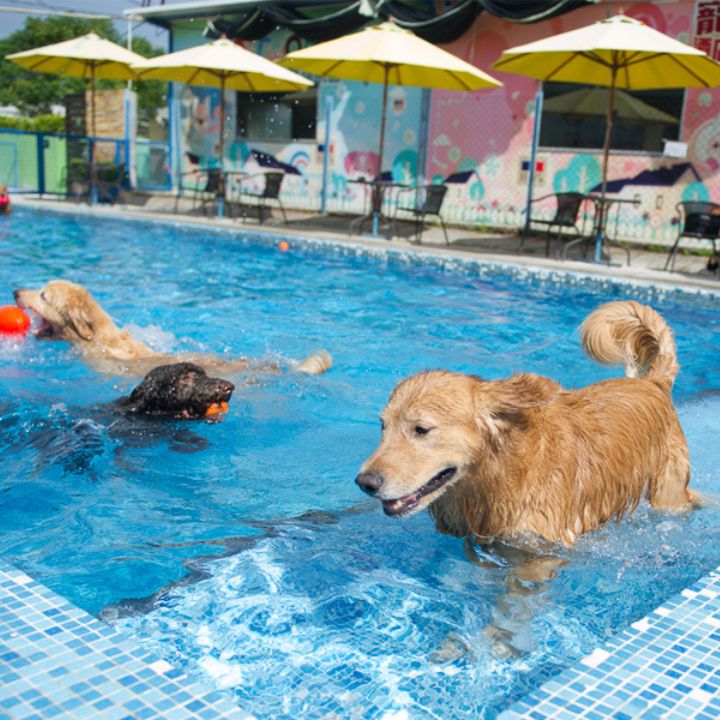 Pet Hotel Services Pet Boarding in Hong Kong_ Petworld Resort dogs swimming in swimming pool at pet kennels and boarding