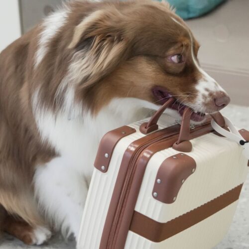 The Best Pet Boarding Service In Hong Kong_HERO